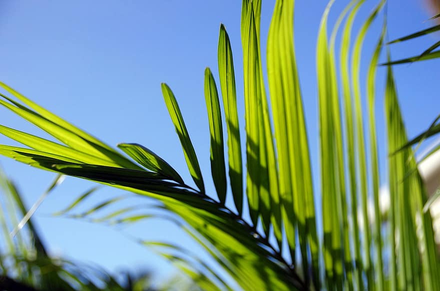 Leaves, Foliage, Garden, Sky, Tree, leaf, green color, plant, summer, close-up, palm tree