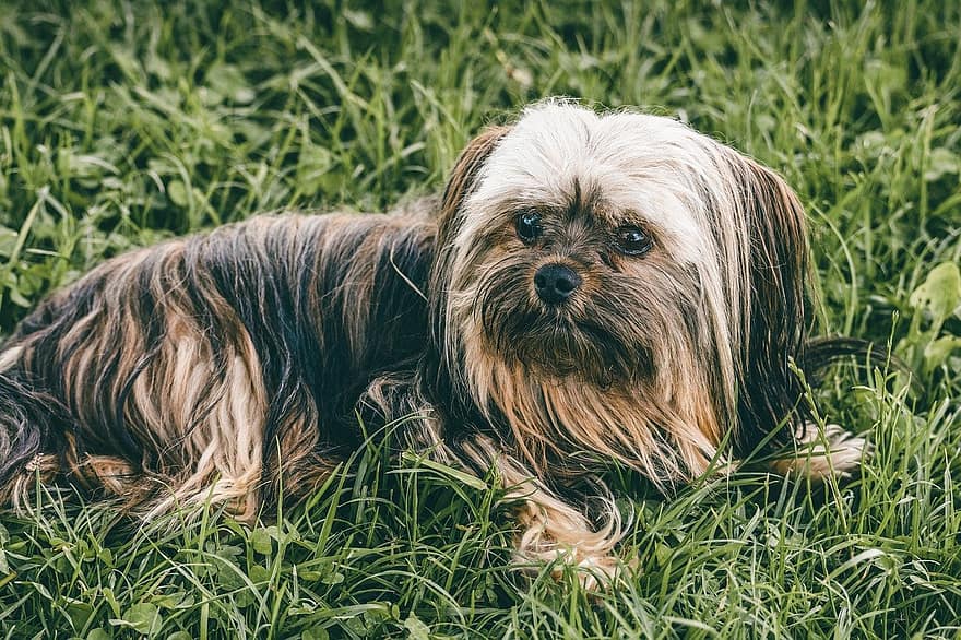 yorkshire terrier, yorkie, hierba, perro, al aire libre, perro pequeño, animal domestico, prado, naturaleza, canino, mascotas