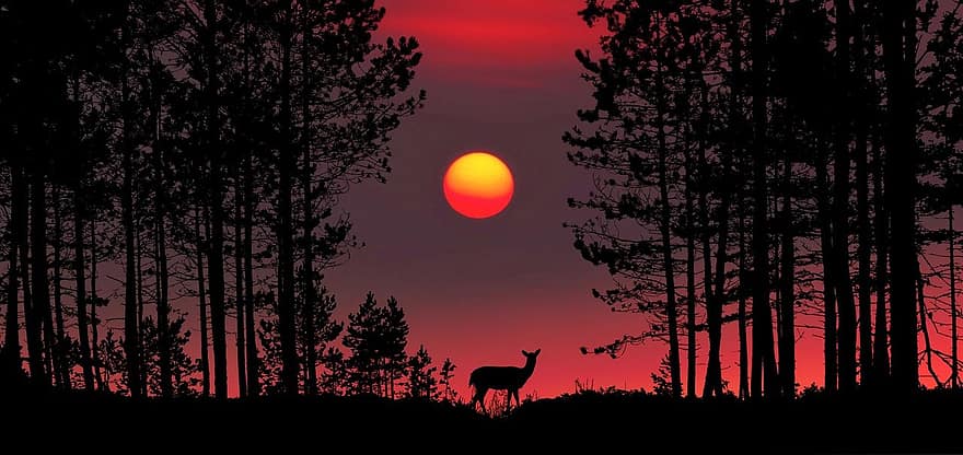 Sunset, Forest, Sun, Roe Deer, Afterglow, Silhouette, Trees, Glade, Panorama, Evening, Sky