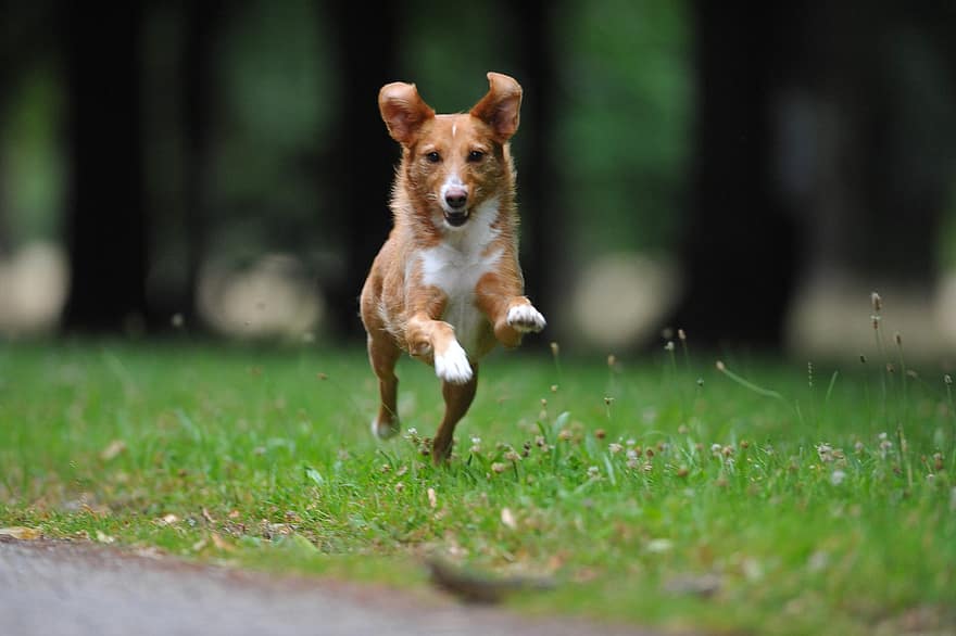 perro, mascota, canino, nacional, gracioso, carrera, corriendo, hierba
