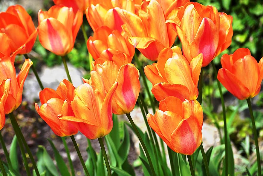 tulipani, luce, Pieno giorno, tulipano, fiore, estate, pianta, testa di fiore, multicolore, giallo, petalo