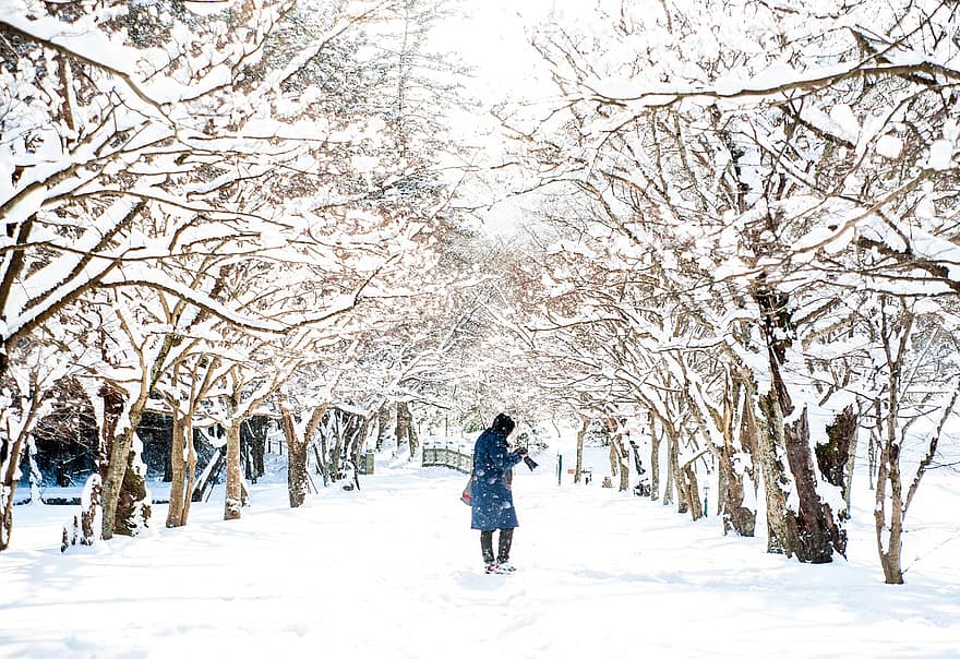 дървета, сняг, зима, дърво облицовани, покрит със сняг, Корея, храм, планини, студ, скреж, снежно