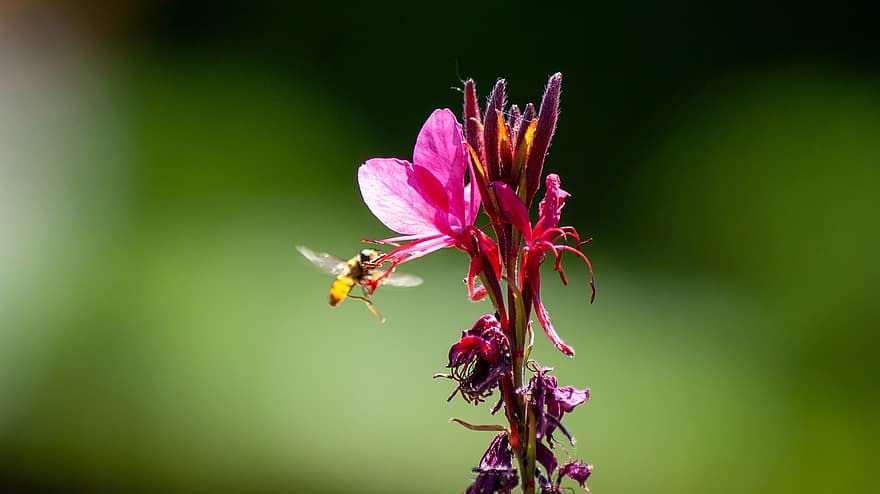blomst, Bie, pollinering, insekt, entomologi, eng, vår, nærbilde, sommer, anlegg, makro