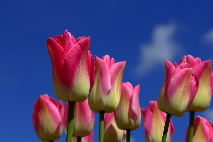 тюльпаны, цветы, сад, лепестки, лепестки тюльпана, цветение, цвести, Флора, растения, природа