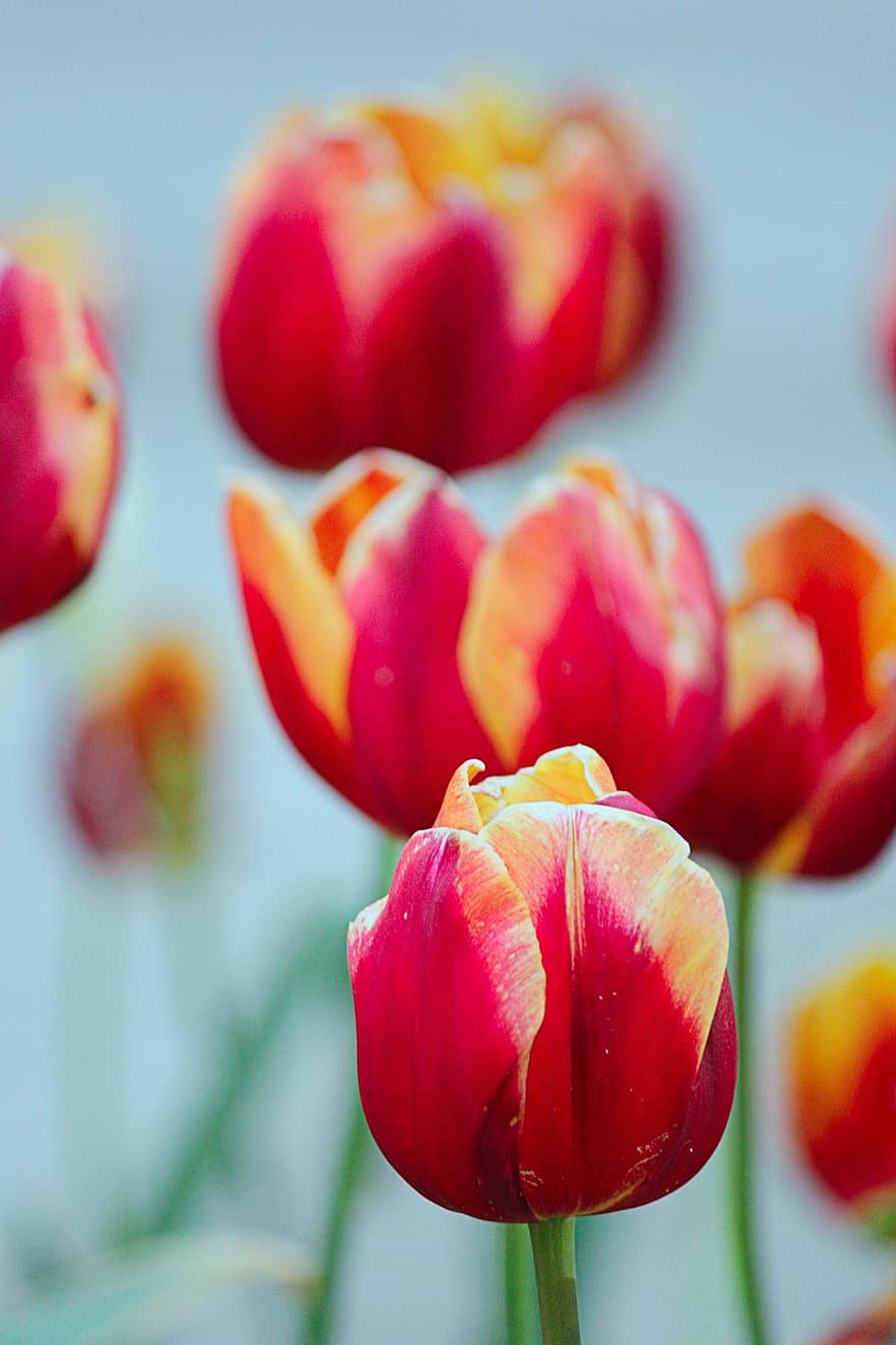 tulipas, flores, pétalas, haste, flora, floral, pólen, canteiro de flores, Prado