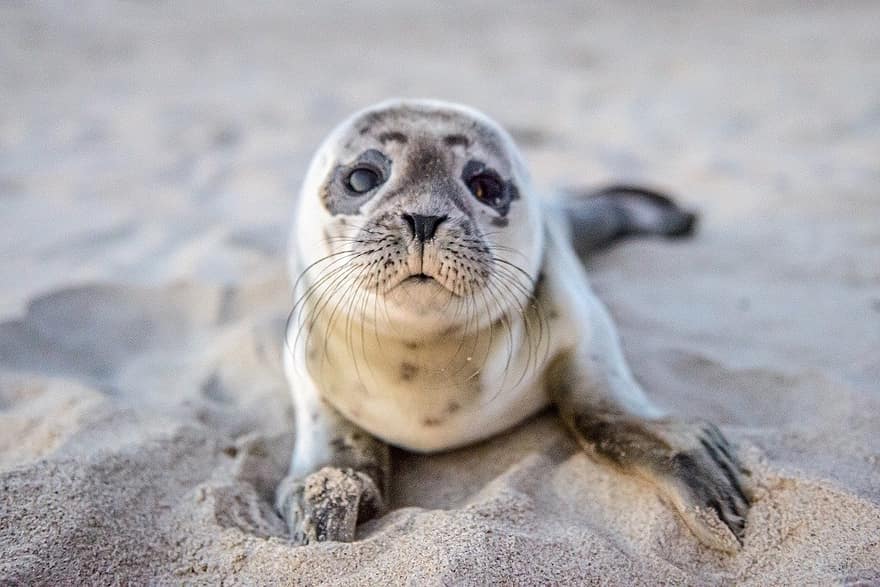 Seal, Pup, Animal, Baby Seal, Mammal, Marine Mammal, Wildlife, Coast, Shore, Seashore, Beach