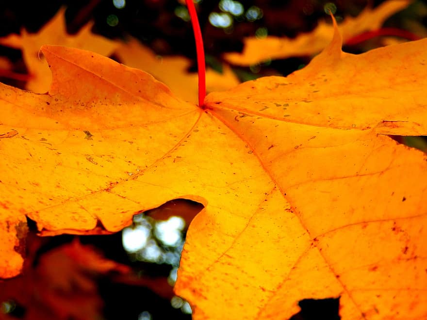 клен, лист, осінь, сезон, природи, падіння, ліс