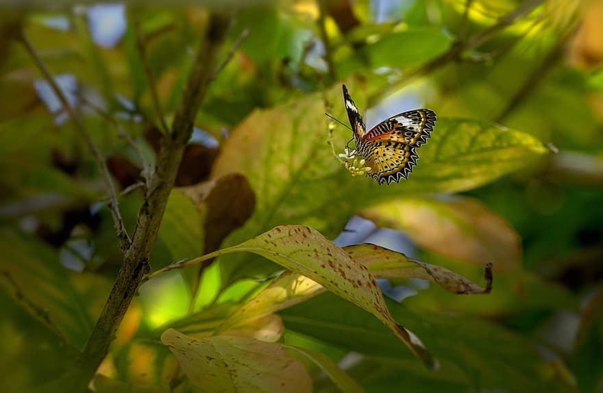 insekt, fjäril, entomologi, löv, natur, vingar, djungel, växt, närbild, multi färgad, grön färg