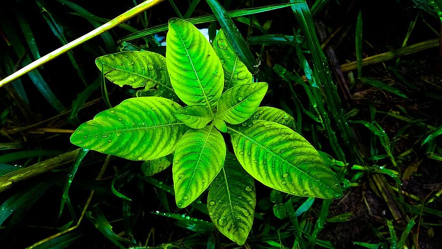 листо, красив лист, зелен лист, Удивително листо, листен лист, природа