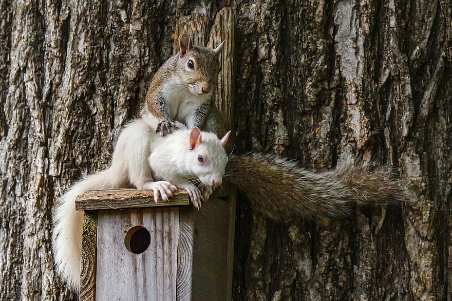 esquirols, Esquirols, rosegador, animal, bonic, vida salvatge, arbre, assegut, cua