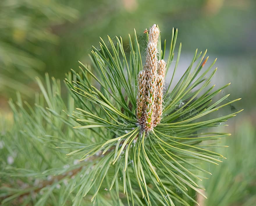 Pine, Candle, Growth, Green, Tree, Nature, Spring, close-up, green color, plant, coniferous tree