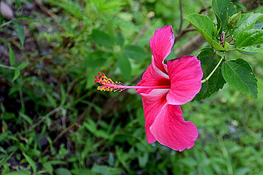Hibiscus, rozā Hibiscus, rozā zieds, zieds, tuvplāns, raksturs, augu, zied, flora, lapas, vasarā