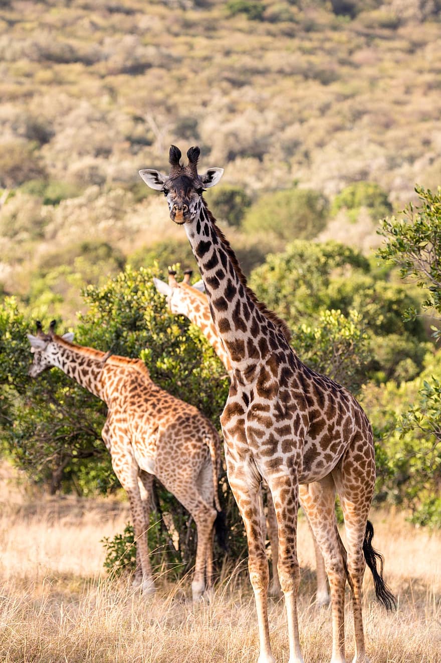 giraff, lång hals, fläckar, däggdjur, vilda djur och växter, vilt djur, djur-, vild, skog, utomhus, vildmark