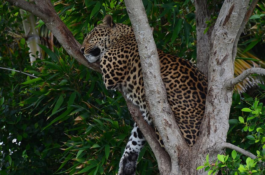 leopardo, gato montés, África, safari, preocupaciones, árbol, dormir, dom, desierto