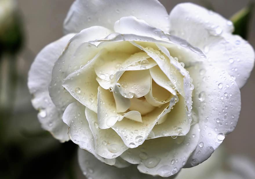 baltā roze, sniega karaliene, ziedlapiņām, lietus pilieni, pēc lietus, zieds, augu, dekoratīvs, raksturs