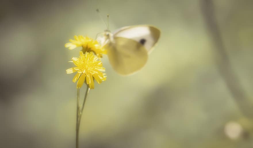 Butterfly, White Ling, Insect, Nature, Blossom, Bloom, Butterflies, Flower, Flight Insect, Wing, Summer