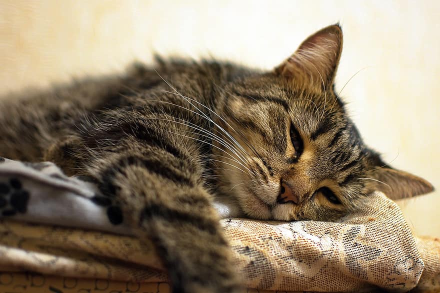 macska, cica, házi kedvenc, álmos, cirmos cica, fiatal macska, állat, belföldi