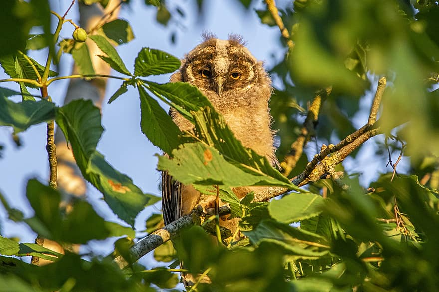 Long-eared Owl, Asio Otus, Owl, Wildlife, Bird Of Prey, Brown, Outdoors, Animal Eye, Looking, Bird, Animal