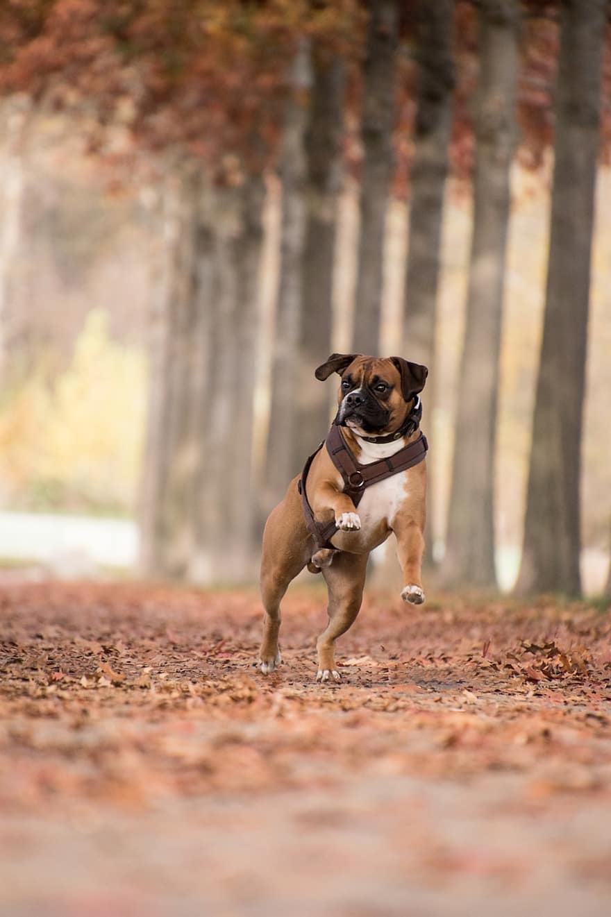 anjing, ceria, taman, menjalankan, berlari, anjing berlari, memanfaatkan, memanfaatkan anjing, membelai, lokal, pohon