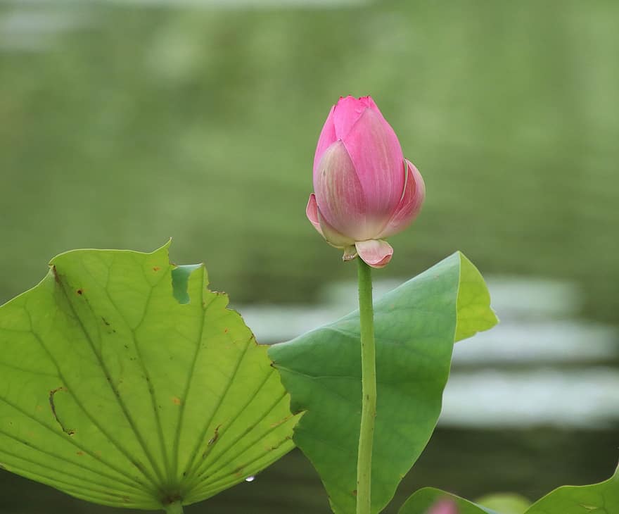 Lotus, Blütenknospe, Seerose, pinke Blume