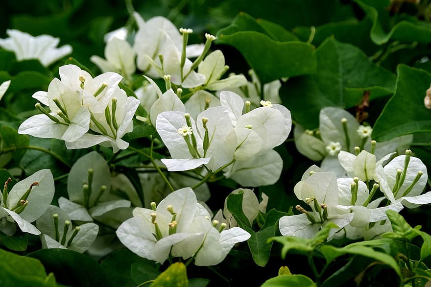 Бугенвиль, белые цветы, природа, Флора