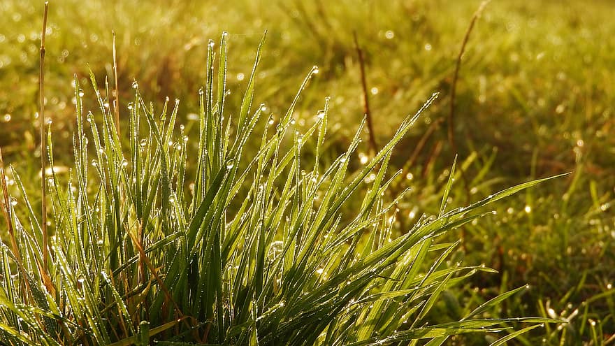 gress, sugerør, frost, dugg, morgen, klynge, våt, dråper