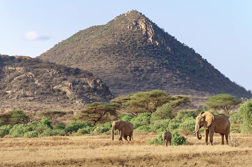 слоны, Кения, Африка, Тропы Самбуру, национальный заповедник самбуру, саванна, природа, животные в дикой природе, слон, сафари животные, гора