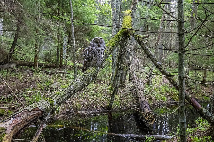 Ural Owl, Owl, Bird, Strix Uralensis, Bird Of Prey, Animal, Wildlife, Plumage, Nature, Woods, Forest