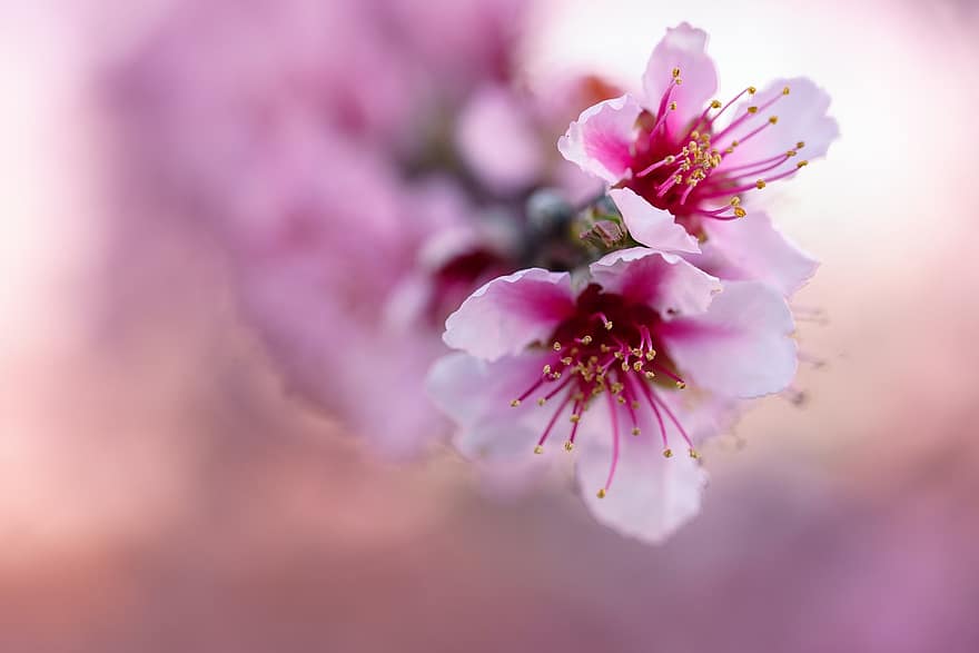 Almond Blossoms, Flowers, Spring, Pink Flowers, Nature, Pollen, Stamens, Botany, Growth, Bloom, flower