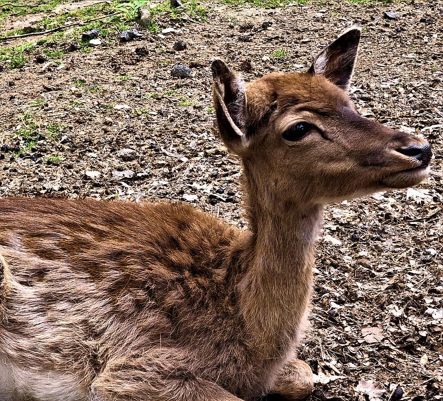 Young Deer, Close Up, Nature, Fawn, Wild, Animal World, Young Animal, Cute, Small, Fur, Head
