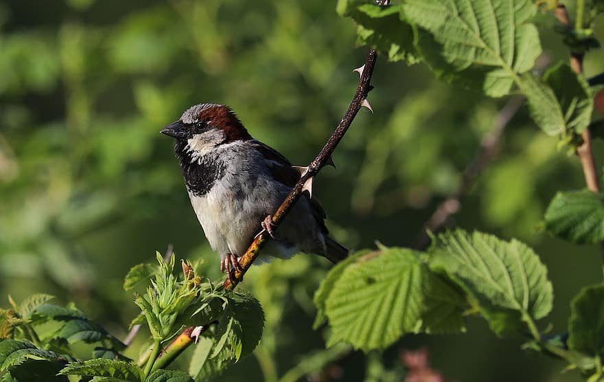 Ægte Sparrow, fugl, dyr, dyreliv, fjerdragt, afdeling, perched, ornitologi, Fuglekiggeri, natur, næb