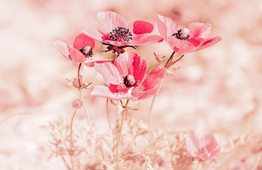 Rosa, Blumen, pinke Blumen, rosa Blütenblätter, Blütenblätter, blühen, Natur, Traum, surreal, Blütezeit, Postkarte