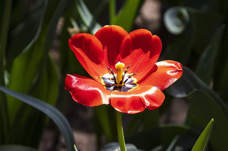 tulipán, květ, rostlina, flóra, oranžová květina, oranžové okvětní lístky, Příroda, detail, letní, květu hlavy, okvětní lístek