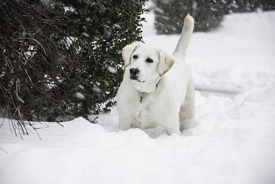 labrador retriever, hund, sne, kæledyr, labrador, dyr, husdyr, hunde, pattedyr, nuttet