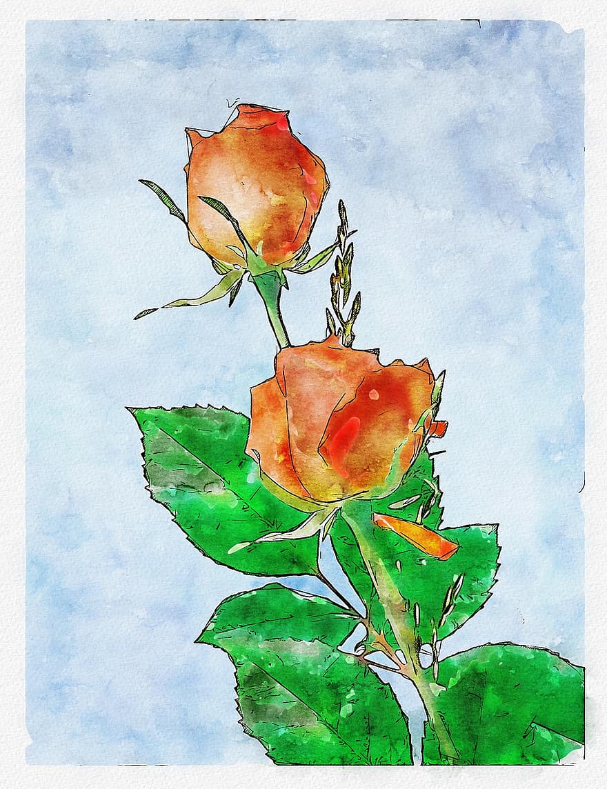 Rose, Aquarell, Blume, Blumen-, romantisch, blühen, Malerei, Dekoration, rot, Orange, Flora
