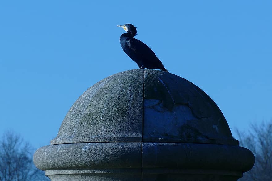 grande cormorano, phalacrocorax carbo, uccello, fauna, uccelli acquatici, natura, aria, blu, polo
