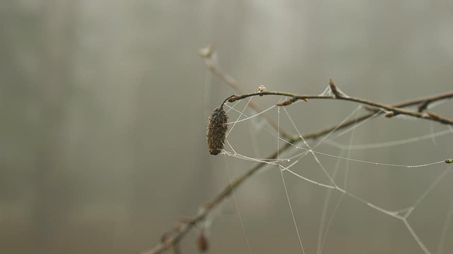 zirnekļa tīkls, zariņš, fantāzija, raksturs, koks