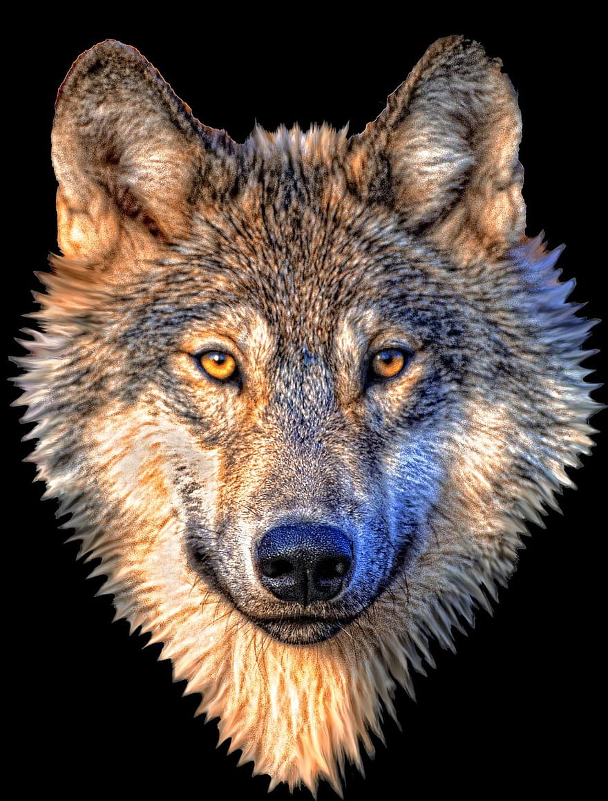 동물, 늑대, 자연, 야생, 야생 생물, 포유 동물, 육식 동물, 디자인, 개, 동물원, 검은