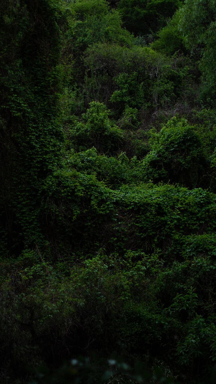 Wald, Regenwald, dunkel, Bäume, Natur