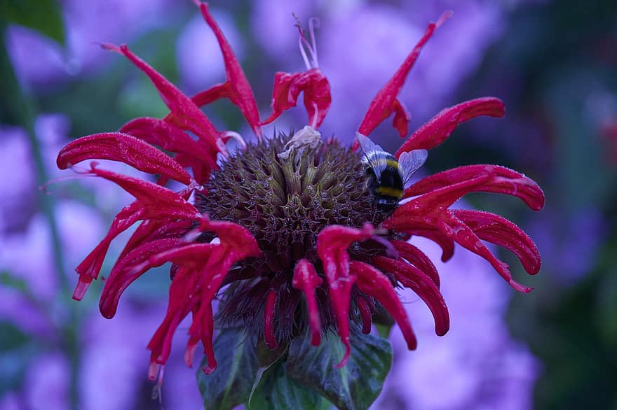 μέλισσα, λουλούδι, Scarlet Beebalm, έντομο, κόκκινο λουλούδι, ανθίζω, φυτό, φύση