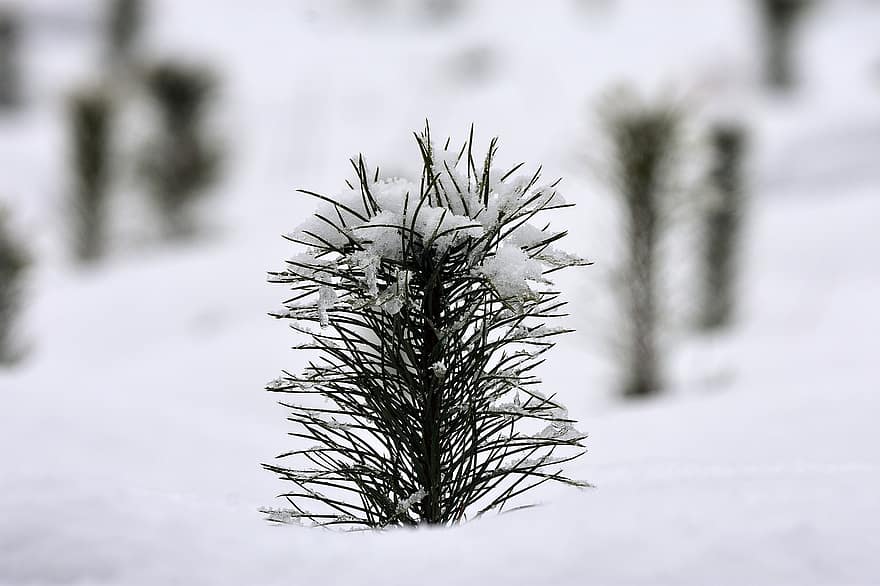 medis, pušis, adatos, sniegas, šalčio, žiemą, šalta, sezoną, pobūdį, daigai