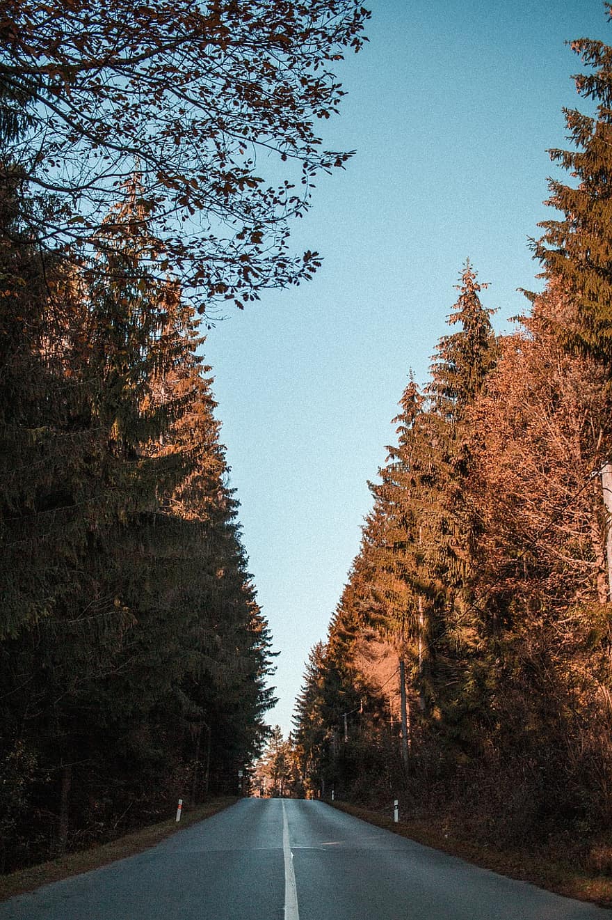 Skov, vej, slovakiet, natur, himmel, træer, landskab, solnedgang, træ, efterår, sæson