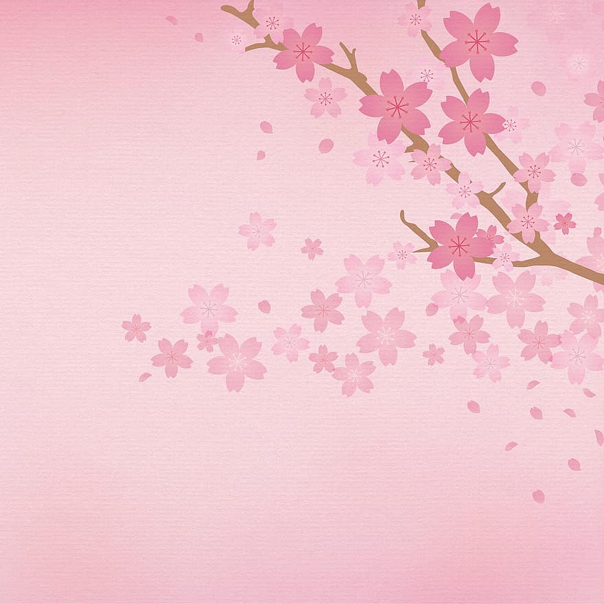 Sakura digitalt papper, körsbärsblommor, rosa, japansk, sakura, blommig, vår, blomma, natur, gren, körsbär