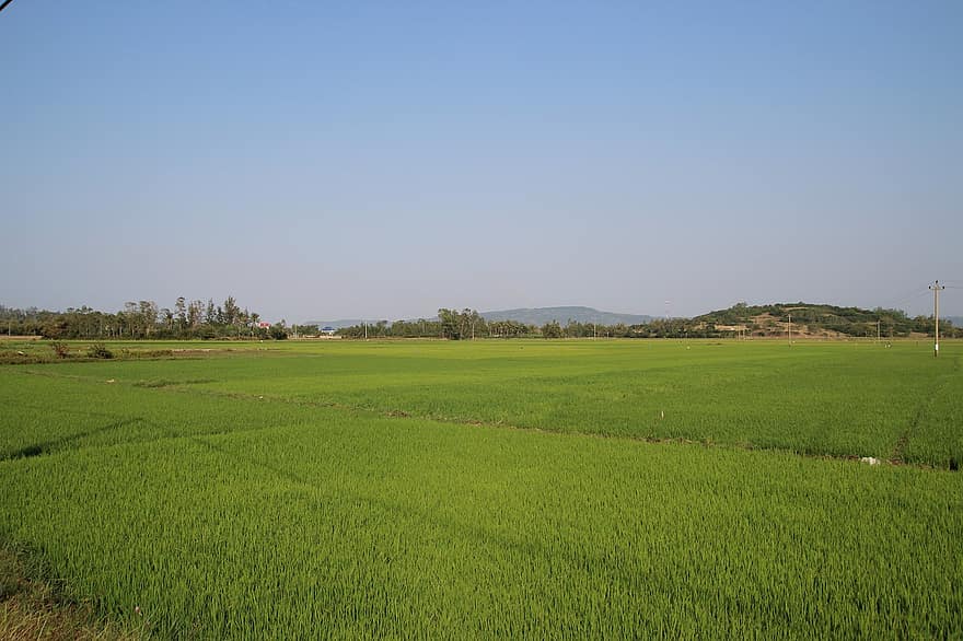 Vietnam, Azië, veld-, rijst, boer, landbouw, farm, groen, natuur, reizen, hemel