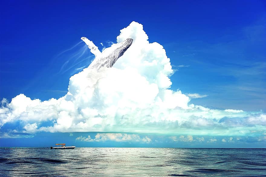 φάλαινα, θάλασσα, ουρανός, μπλε, σύννεφο, αλεπού, κυματοθραύστης, ηλιακός, Γλάρος, νησί της, φαντασία