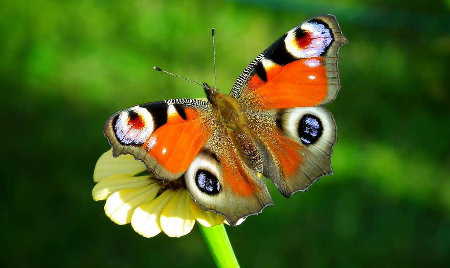 kupu-kupu, serangga, bunga, menyerbuki, penyerbukan, sayap kupu-kupu, serangga bersayap, raja, lepidoptera, ilmu serangga, flora
