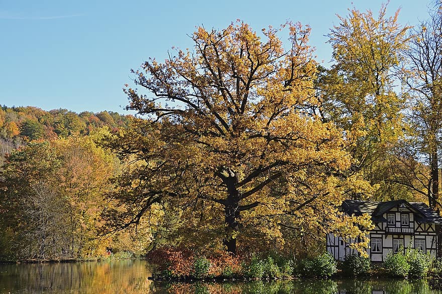 Fall, Park, Lake, Trees, Nature