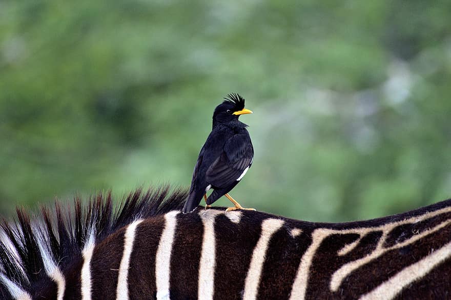 ocell, zebra, ratlles, bec, plomes, plomatge, animals, safari, vida salvatge, naturalesa