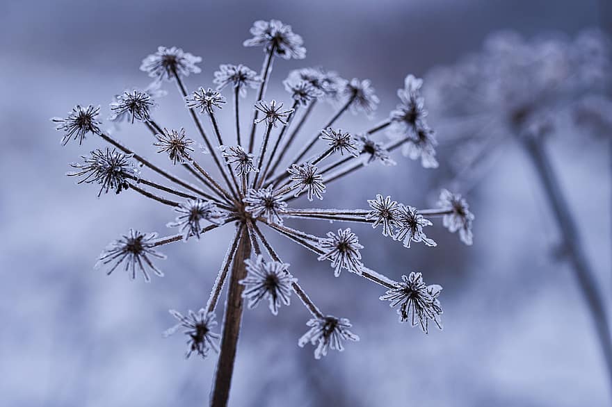 Winter, Frost, Wildblumen, Makro, Hintergrund, Natur