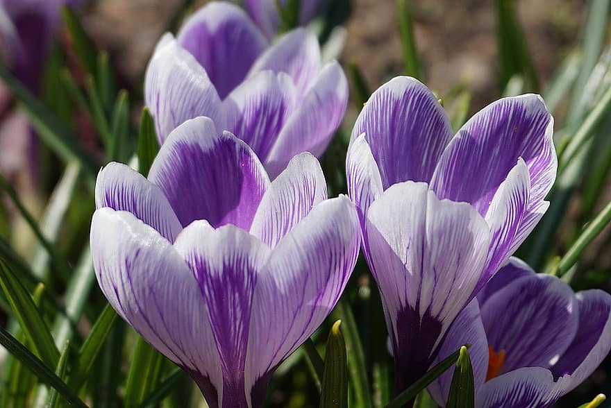 Multi-colored Crocuses, White Lilac, The Flowers Of Spring, Saffron, Spring, Garden, Flora, Plant, Nature, Krokus, Flower